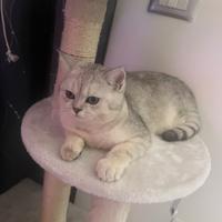 Gattino british shorthair con pedigree