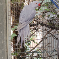 Collari viola edge 2024 e 2025