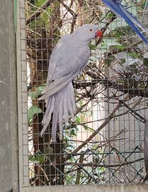 Collari viola edge 2024 e 2025