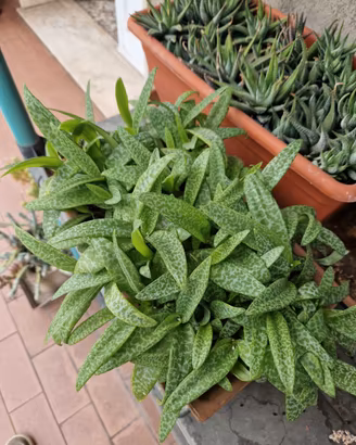 Scilla socialis in grande vaso di coccio lavorato
