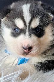 Siberian husky cucciolata con pedigree