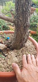 bonsai di biancospino