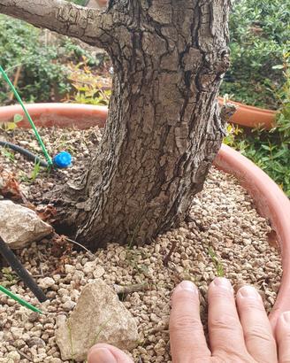 bonsai di biancospino