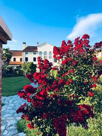 Monolocale a Villorba