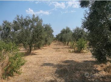 Uliveto a Margherita di Savoia