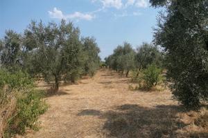 Uliveto a Margherita di Savoia