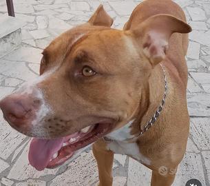 Amstaff