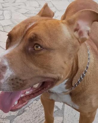 Amstaff