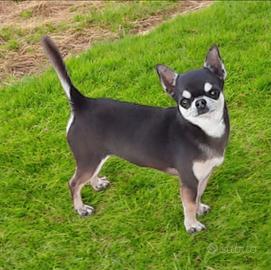 Chihuahua Stallone 5 anni BLU con Pedigree ENCI