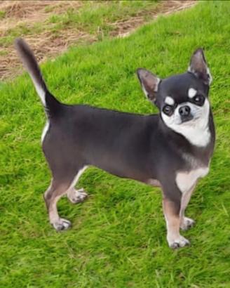 Chihuahua Stallone 5 anni BLU con Pedigree ENCI