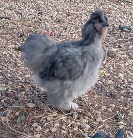 Gallo di morosetta