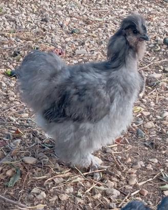 Gallo di morosetta
