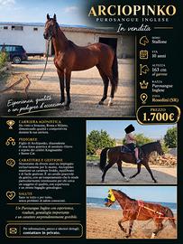 Cavallo purosangue inglese