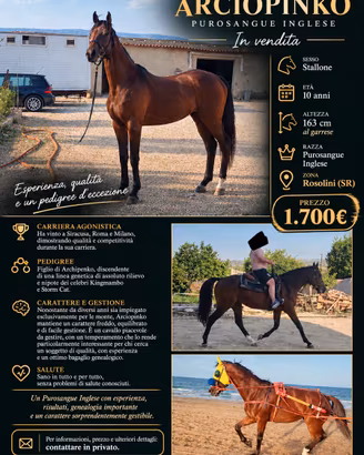 Cavallo purosangue inglese