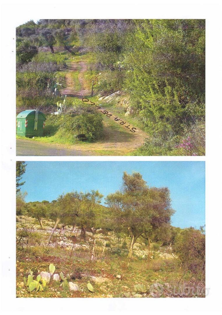 Terreno olivato con unità collabente di 146 mq - Vista 3