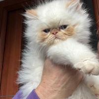 Cucciolo di gatto persiano