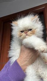 Cucciolo di gatto persiano