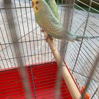 Coppia Uccelli colorati