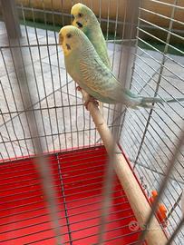 Coppia Uccelli colorati