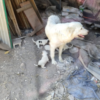 Cuccioli incrocio tra Pitbull canario e Mare