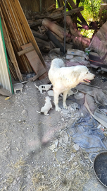 Cuccioli incrocio tra Pitbull canario e Mare