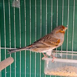 Canarino novello 2025