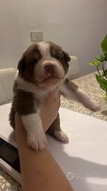 Cuccioli di australian shepherd