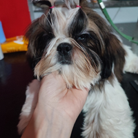 Shih Tzu con pedigree allevamento