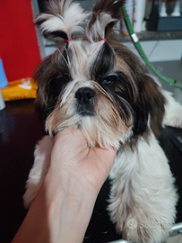 Shih Tzu con pedigree allevamento