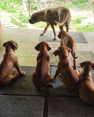Cucciolata Tosa Inu meravigliosa