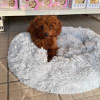 Maschietto di barboncino toy