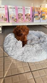 Maschietto di barboncino toy