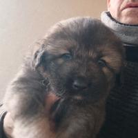 Cuccioli di pastore del caucaso