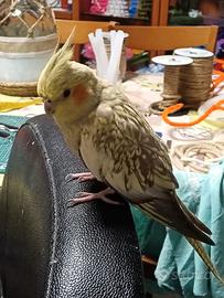Perla e Ciccio ?