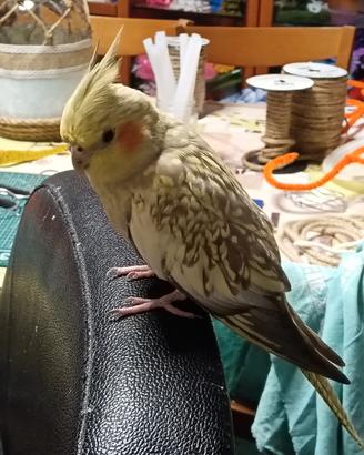Perla e Ciccio ?