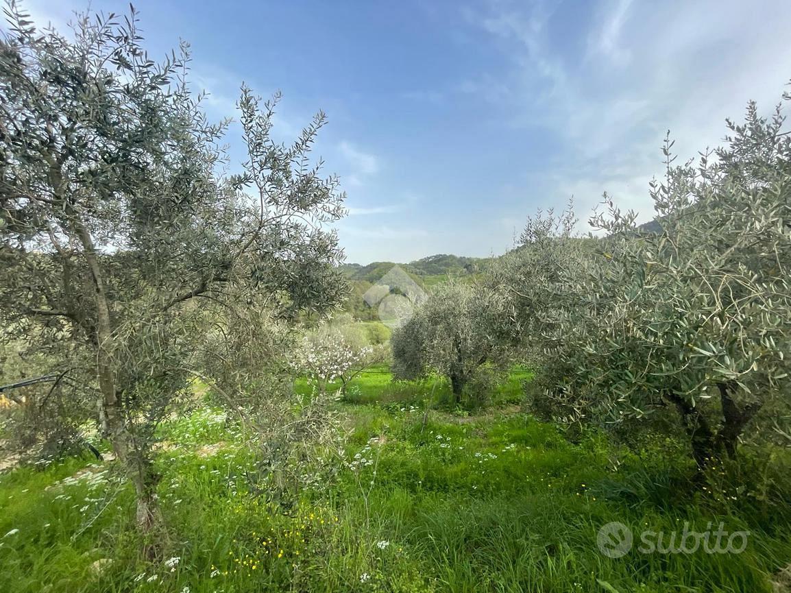 TER. AGRICOLO A PIEVE A NIEVOLE - Vista 2