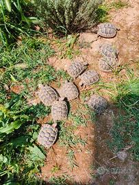Testudo Hermanni
