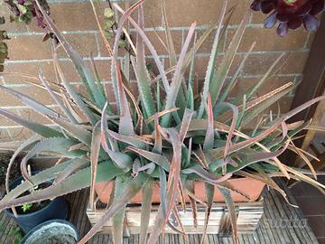 Piante Aloe