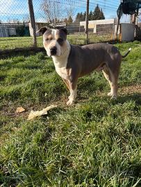 Pitbull UKC