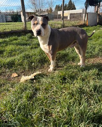 Pitbull UKC