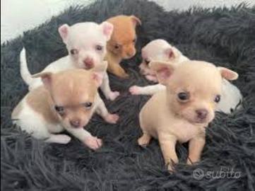 Chihuahua mini Toy