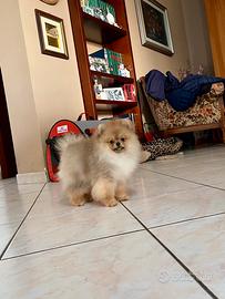 Cuccioli di Spitz nano Pomerania