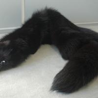 Collo di volpe nera intera