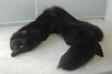 Collo di volpe nera intera