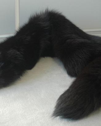 Collo di volpe nera intera