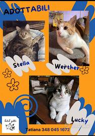 Gatti adozione
