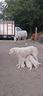 cuccioli-di-pastore-maremmano-
