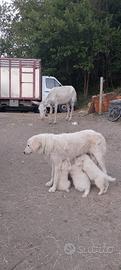 cuccioli di pastore maremmano 