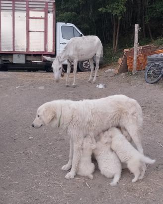 cuccioli di pastore maremmano 