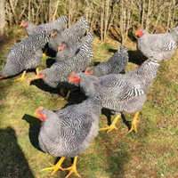 Barred rock ovaiole allevati a terra